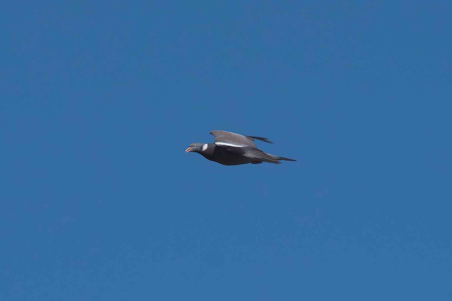 Common Wood-Pigeon
